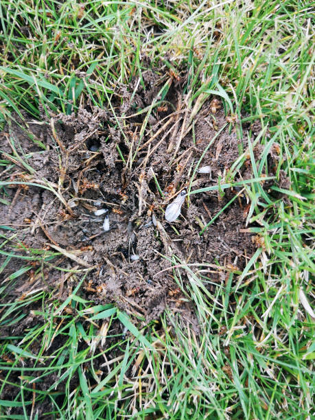 istock Yellow Ants nesting in a garden lawn - Lasius flavus 1332820148