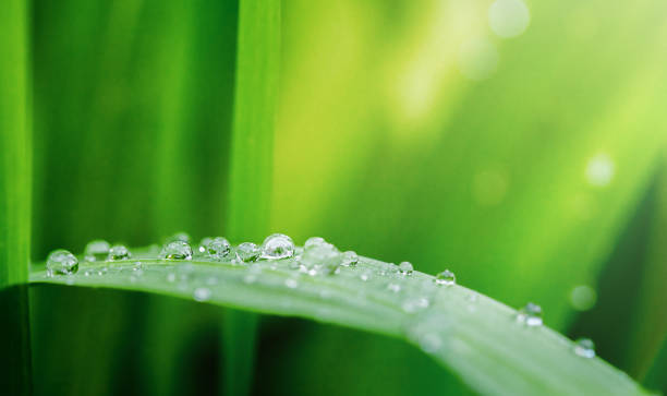 gocce su una foglia - leaf defocused dew focus on foreground foto e immagini stock