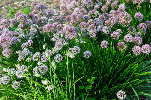 istock Ornamental onion plant Allium   Millenium , garden flower 1332822479