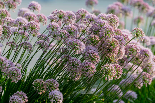 Ornamental onion plant Allium   Millenium , garden flower