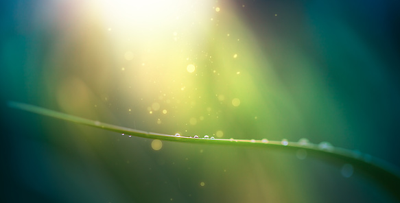 fantastic nature background. A drop of water on a blade of grass with a copy of the space