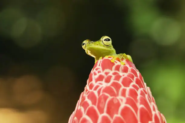 Teratohyla spinosa, Spiny Glass Frog, tinny amphibian with red flower, in nature habitat. Frog from Costa Rica, tropic forest.