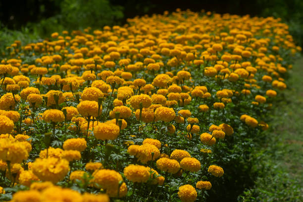 feche a marigold americana, marigold asteca, flor de marigold grande - zeaxanthin - fotografias e filmes do acervo