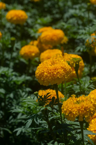 feche a marigold americana, marigold asteca, flor de marigold grande - zeaxanthin - fotografias e filmes do acervo