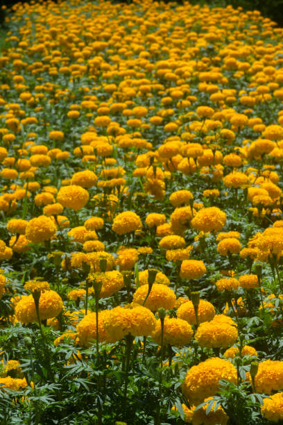 feche a marigold americana, marigold asteca, flor de marigold grande - zeaxanthin - fotografias e filmes do acervo