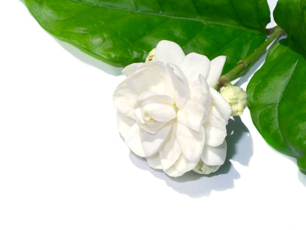 istock Close up of white jasmine flower with leaf 1332824133