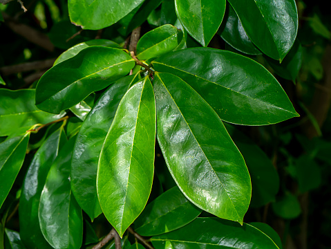 Soursop leaves, Prickly Custard Apple. (Scientific name Annona muricata L.) Plant for Treatment of carcinoma