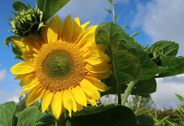 Vibrant yellow sunflower in full bloom against a blue grey sky Vibrant yellow sunflower in full sun and in full bloom. Green leaves, foliage and a blue grey sky with clouds. Outdoors on a sunny summers day sunflower star stock pictures, royalty-free photos & images