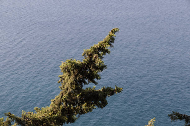 green trees and beautiful seascape