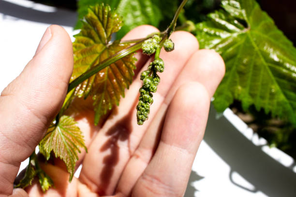 istock Growing grape fruits in the spring 1332828298