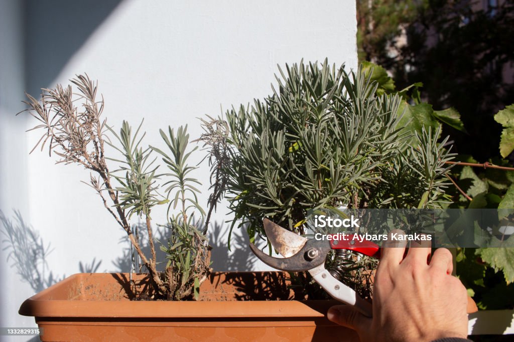 Pruning Potted Plants dead parts Pruning a half dead half alive Lavandula angustifolia ( English lavender ) for better growth next season Aromatherapy Stock Photo