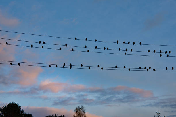 istock Vacation on the wires 1332829411