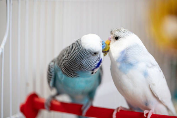 istock Two beautiful parakeets kissing each other 1332829463
