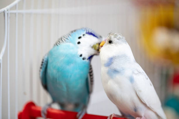 istock Two beautiful parakeets kissing each other 1332829684