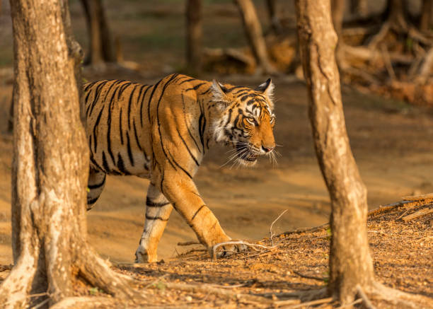 istock Royal Bengal Tiger on the move. 1332829735