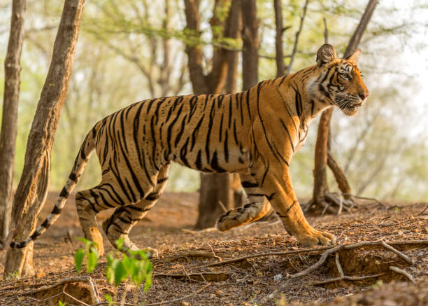istock Royal Bengal Tiger 1332829746