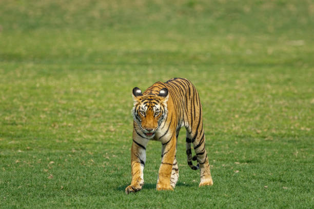 istock Royal Bengal Tiger on the move. 1332829752