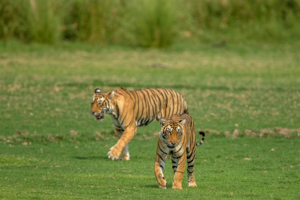 istock Royal Bengal Tigers on the move. 1332829788