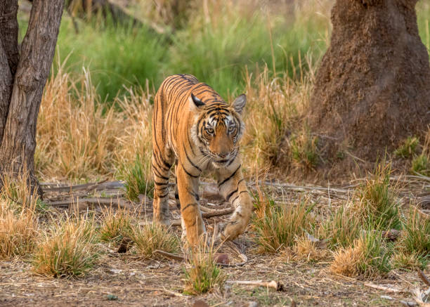 istock Royal Bengal Tiger on the move. 1332829814
