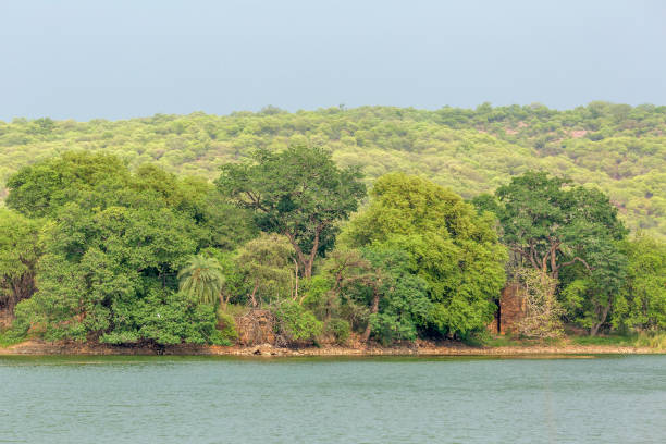 istock Ranthambhor National Park, India. 1332829815