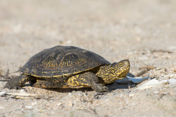 istock The turtle crawling on the sand. Desert animals, reptile. 1332830443
