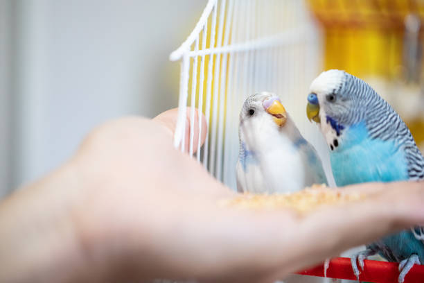 istock Two happy parakeet eating from human hand 1332830749