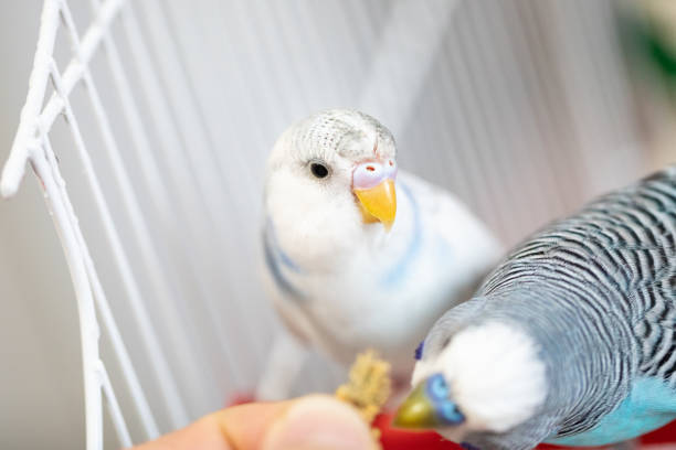 istock Two happy parakeets eating from human hand 1332830787