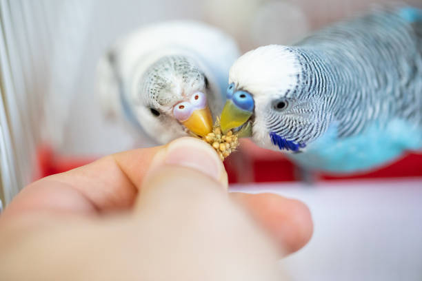 istock Two happy parakeets eating from human hand 1332831466