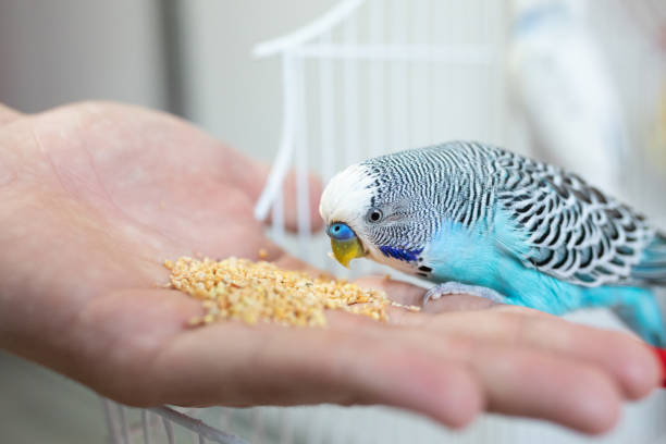 istock Happy parakeet eating from human hand 1332831585