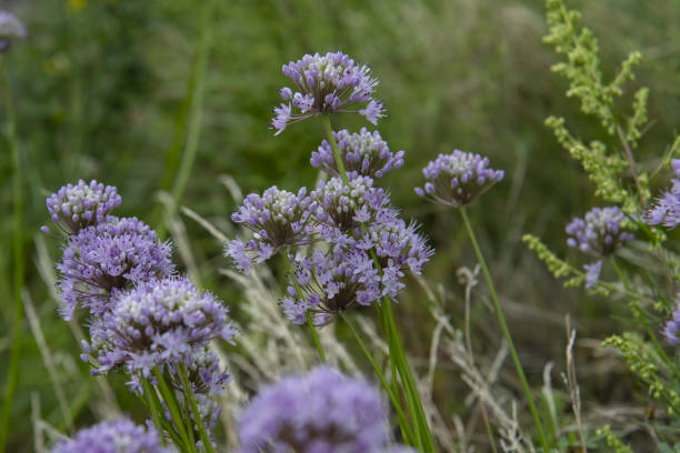 istock wild onion flowers in the field 1332831731