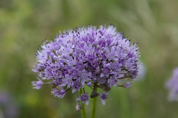istock wild onion flowers in the field 1332831734