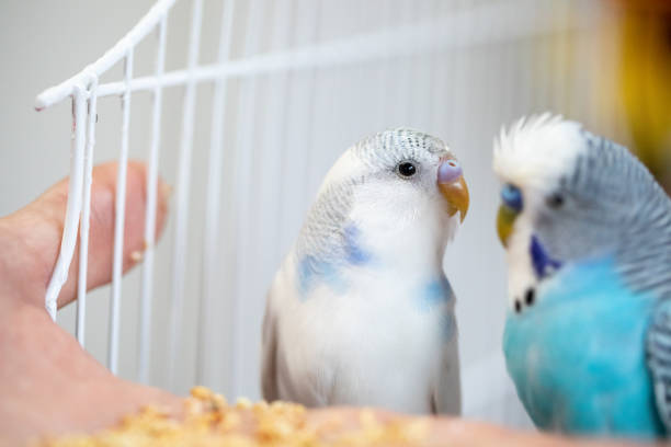 istock Two parakeets in love in their birdcage 1332831858