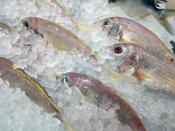 istock fresh bream or ornate threadfin in ice at local fish market 1332832454