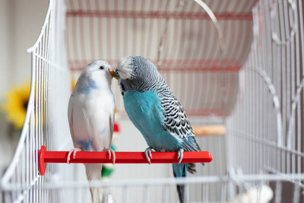 istock Two parakeets kissing birdcage 1332832556