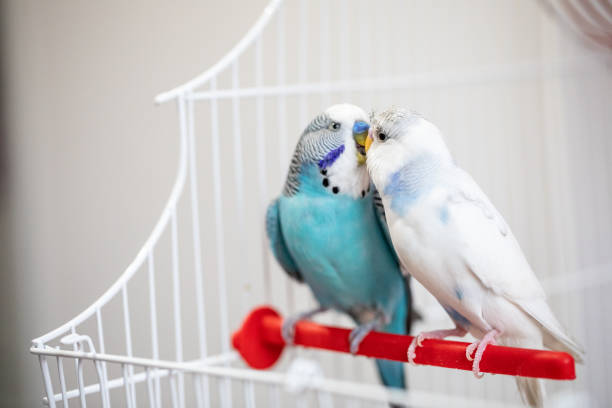 istock Two parakeets kissing birdcage 1332832629
