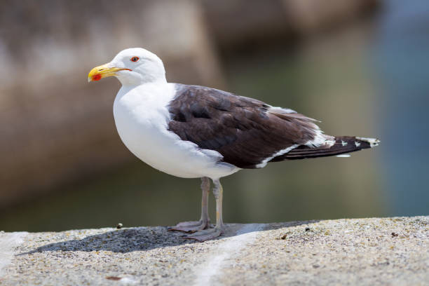 istock Zeemeeuw nabij de kust van Concarneau, Frankrijk 1332832934