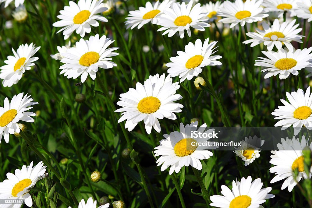 Gänseblümchen-Aufnäher - Lizenzfrei Bildhintergrund Stock-Foto