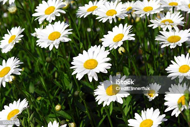 Foto de Margarida Patch e mais fotos de stock de Amarelo - Amarelo, Branco, Canteiro de Flores