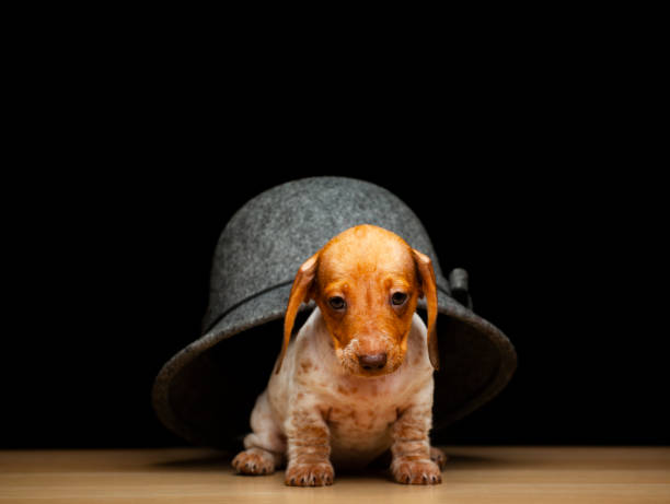 istock image of dog hat dark background 1332836660