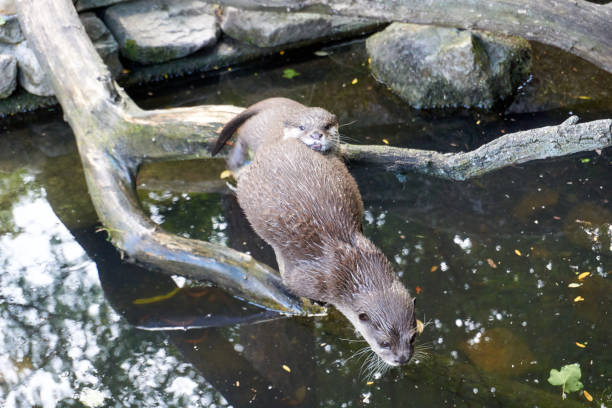 istock two otters sitting on a branch over a pond and cuddling 1332836712