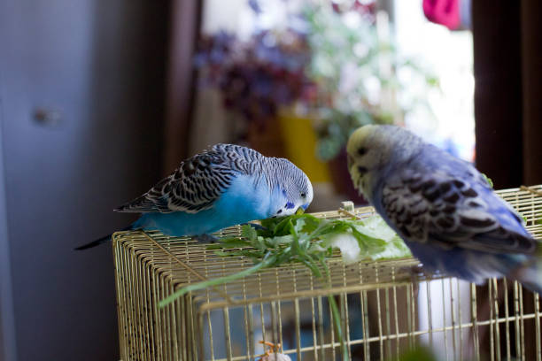 House Parots 10,300+ Parrot Home Stock Photos, Pictures & Royalty-Free Images - iStock