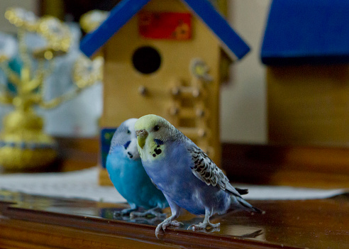 Happy Parrot in home