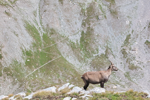 Alpine ibex met near the Lacs des Hommes, on the heights of Lake Lauzanier in the Alpes de Haute Provence in Haute Ubaye in the Mercantour National Park.\nthe path that winds in the background leads to the Pas de la Cavale