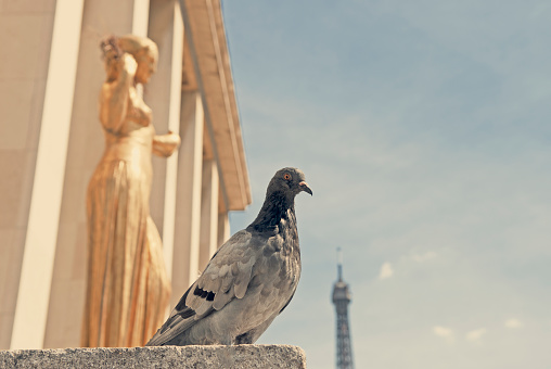 Dove sits alone next to a gold statue at the Trocadero square in Paris and eiffel tower visible in the background