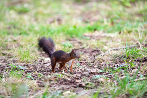istock cute squirrel close-up in the forest 1332842105