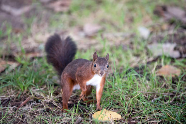 istock cute squirrel close-up in the forest 1332843315