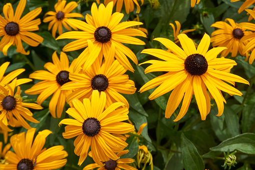 close up of many coneflower flowers