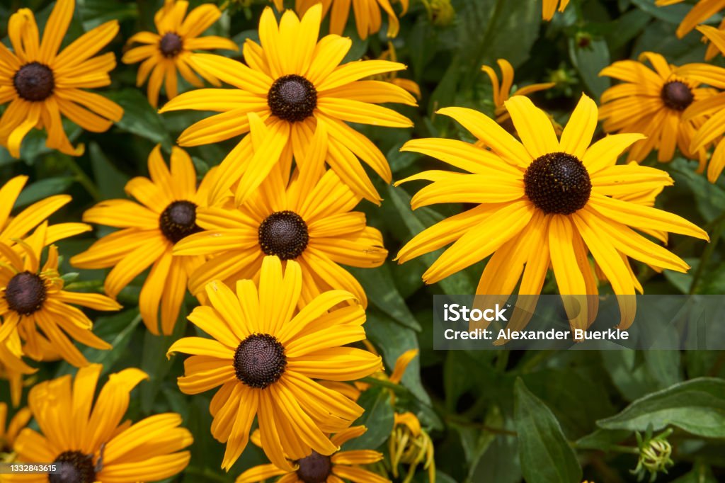 close up of many coneflower flowers Black-Eyed Susan Stock Photo