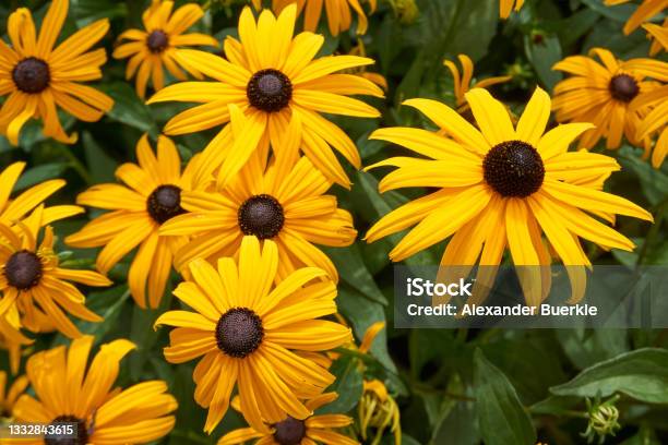 Close Up Of Many Coneflower Flowers Stock Photo - Download Image Now - Black-Eyed Susan, Flower, Close-up
