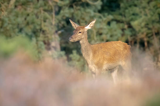 istock Red deer young cervus elaphus, in Autumn 1332844225